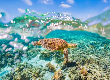 turtle great barrier reef