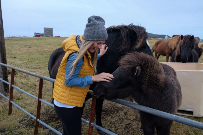 horses