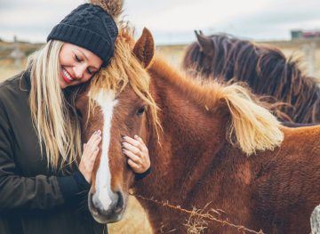 Horses in Iceland