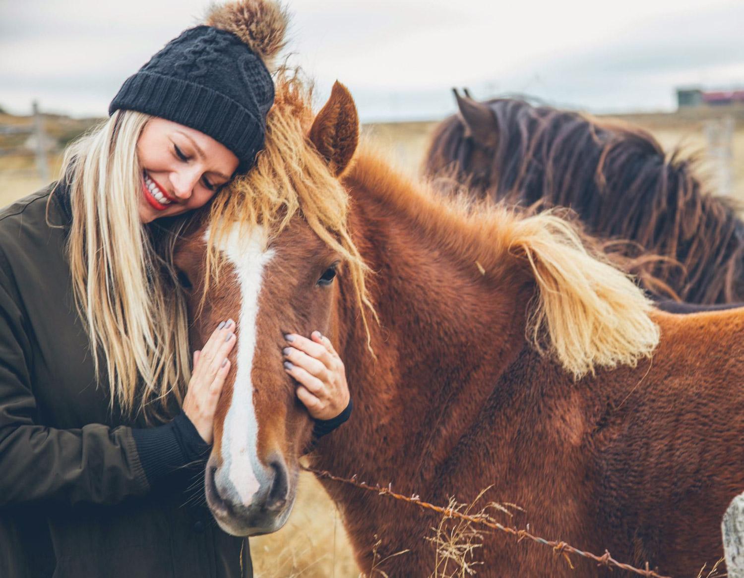 Horses in Iceland