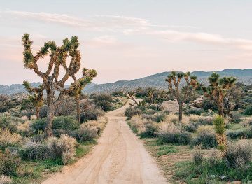 joshua tree