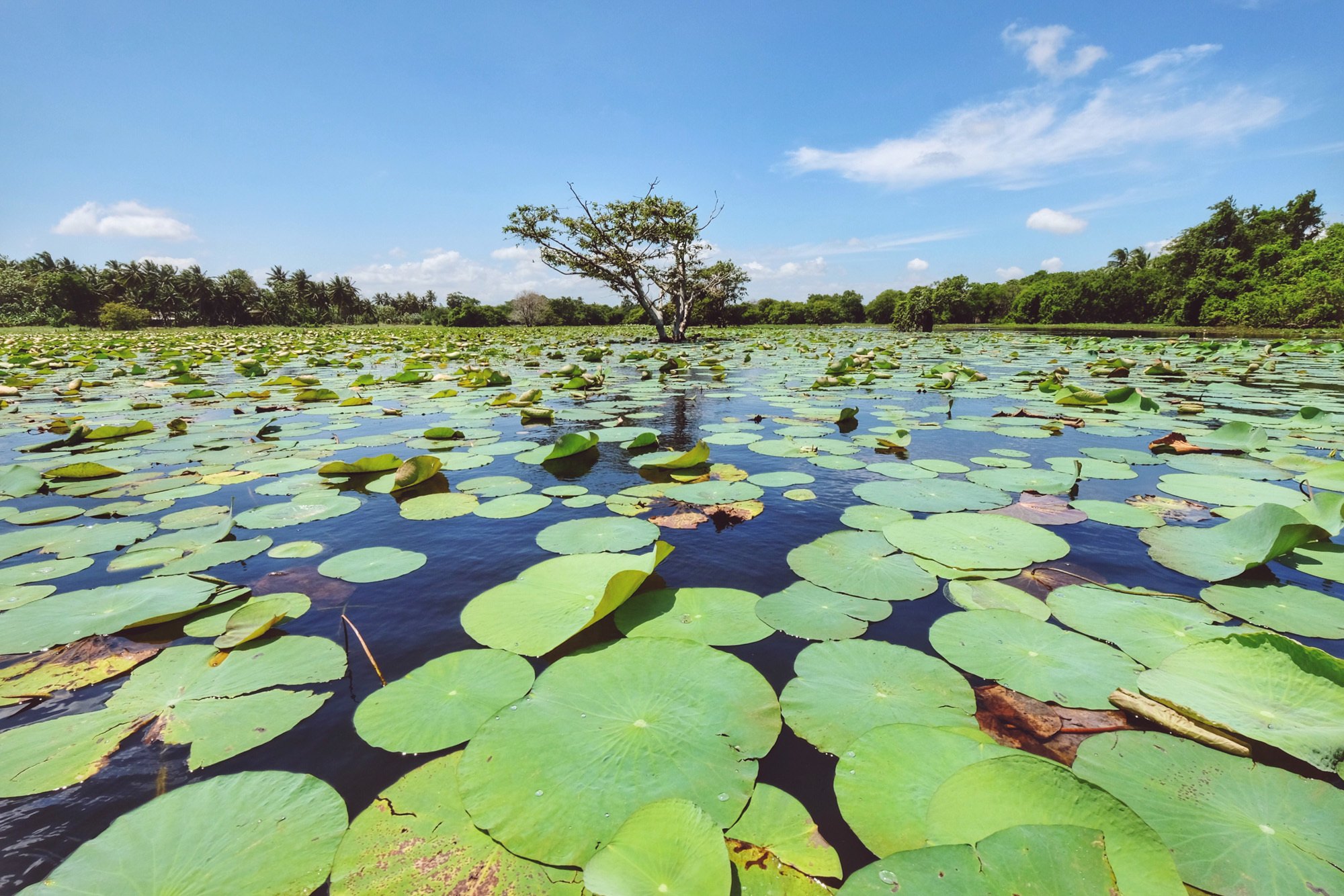 Visit Sri Lanka