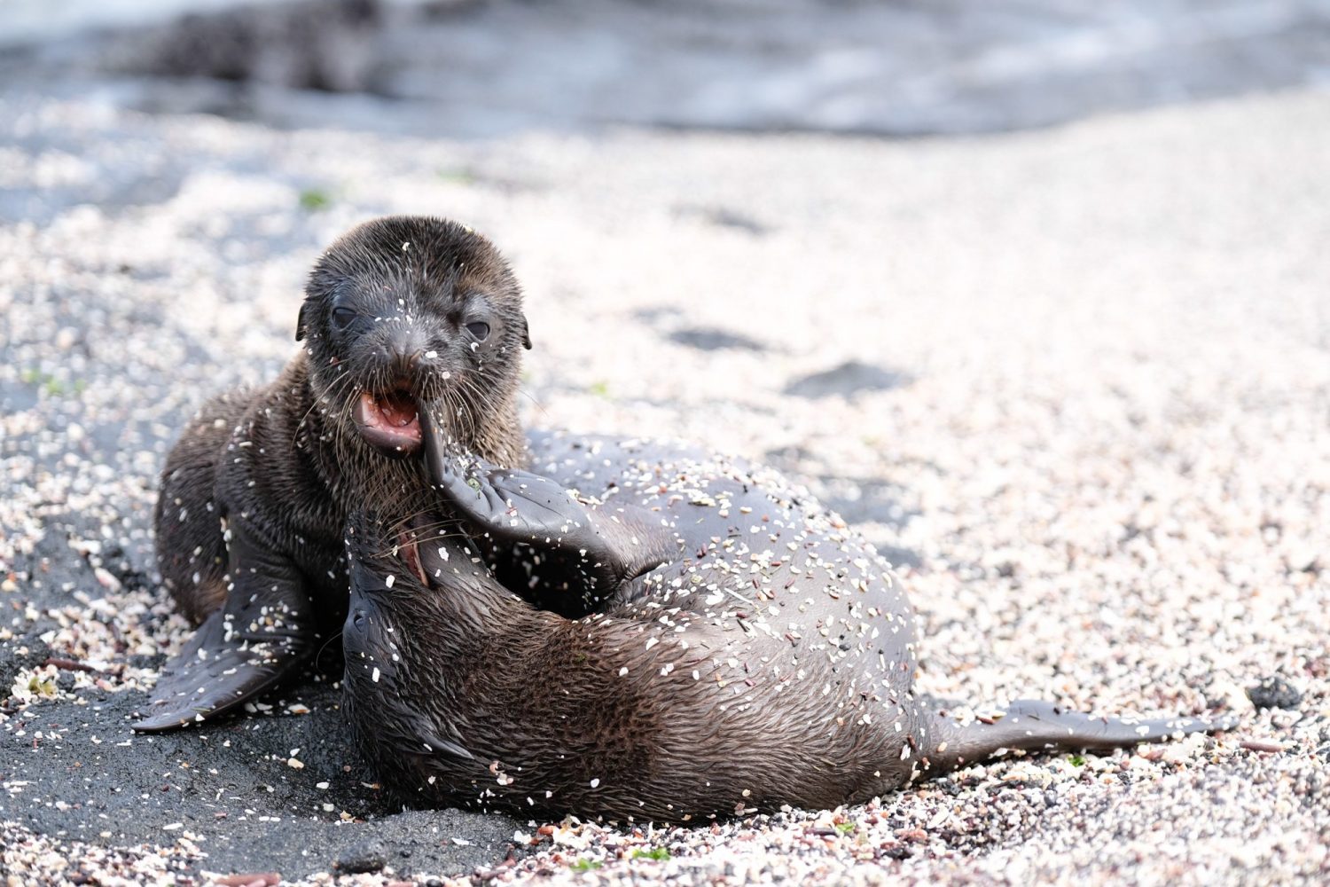 Babies on Fernandina Island