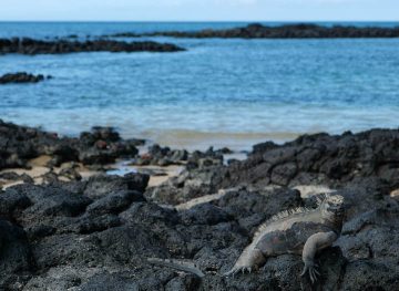 galapagos islands