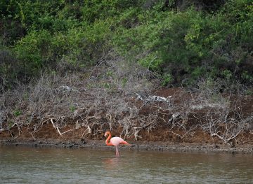 Pink Flamingos on Rabida Island