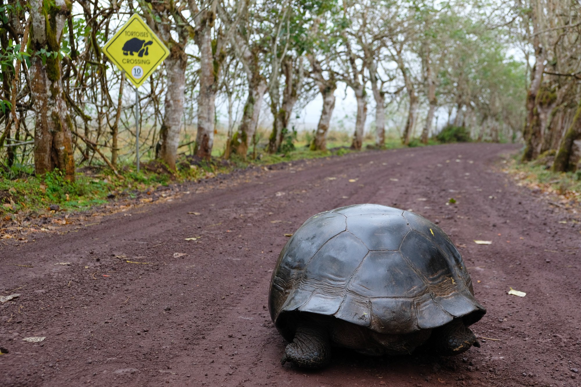 Giant Galapagos Tortoises