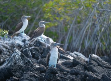 Birds at Black Turtle Cove