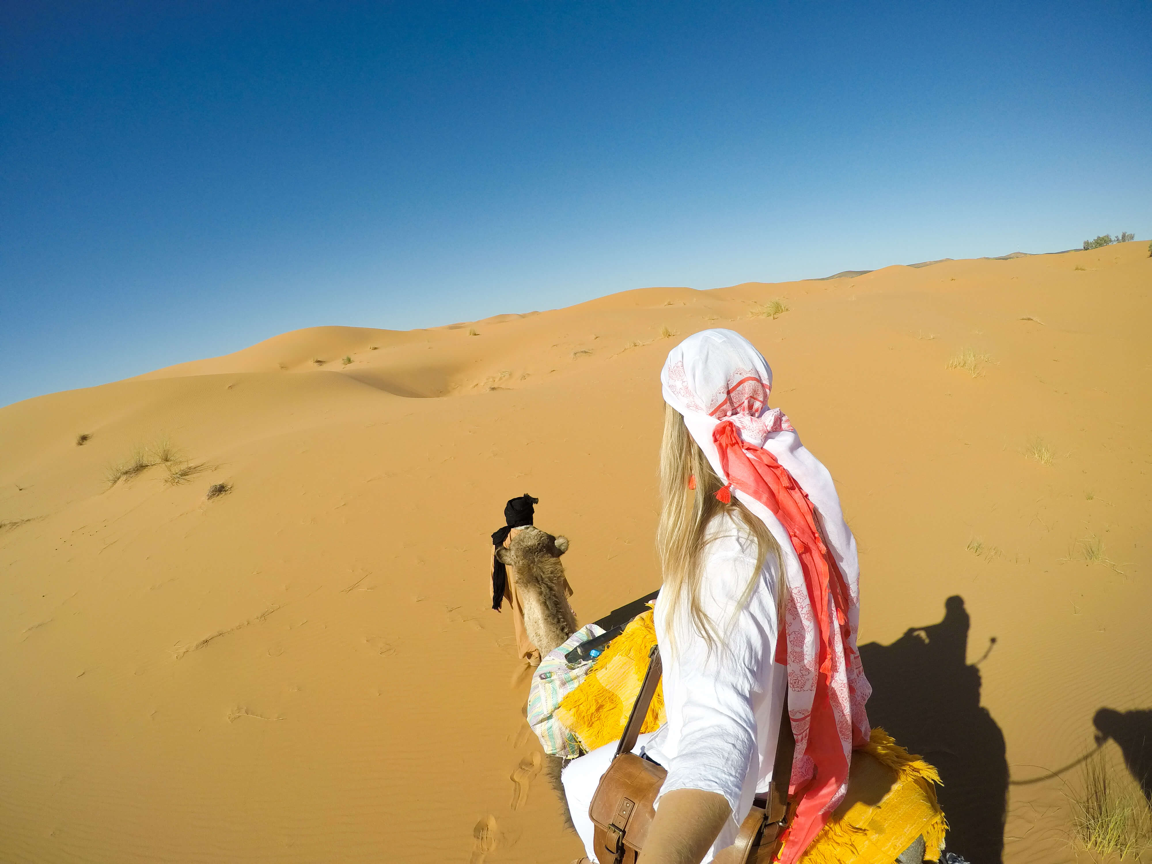 camels in sahara