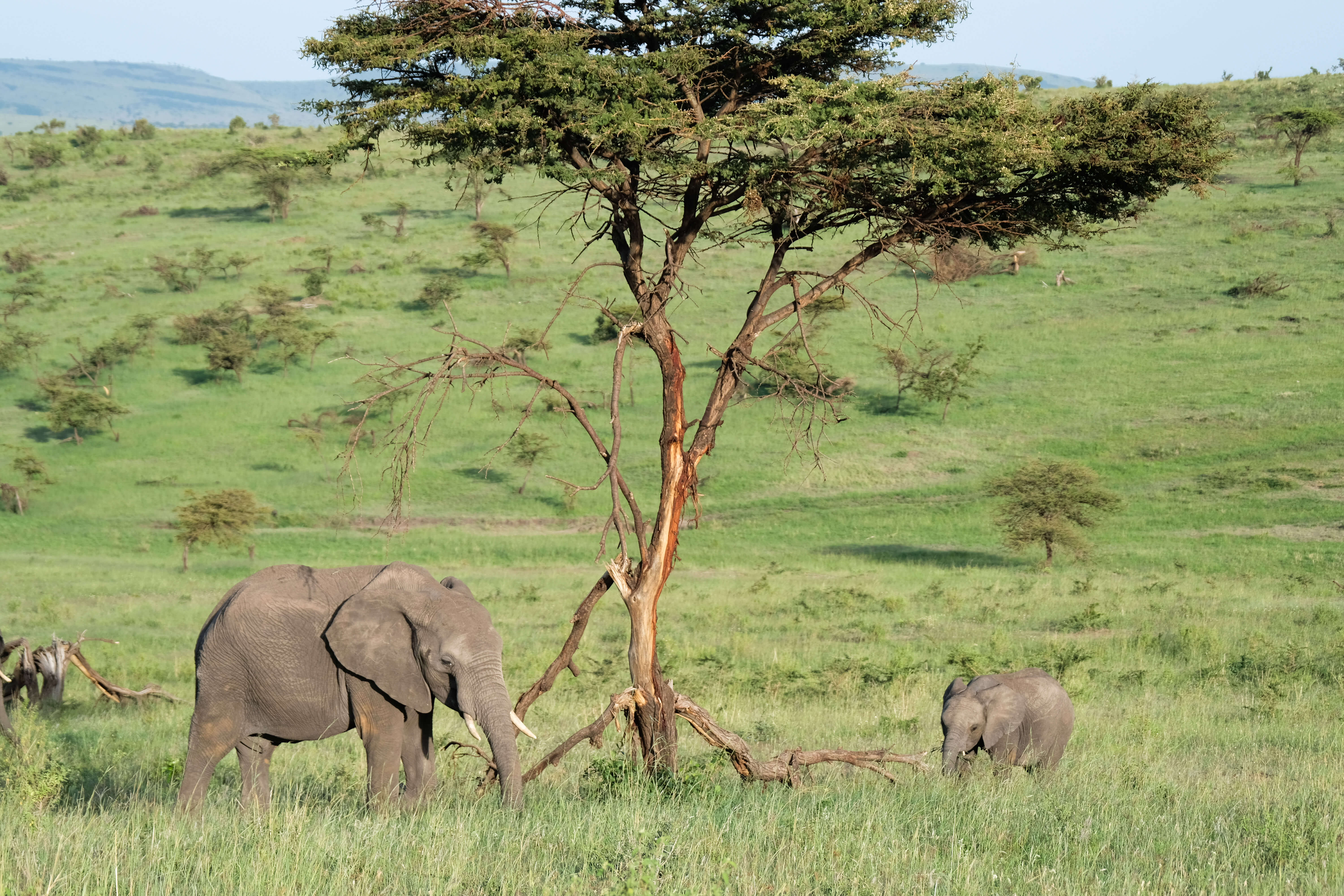 Elefanter i bushen