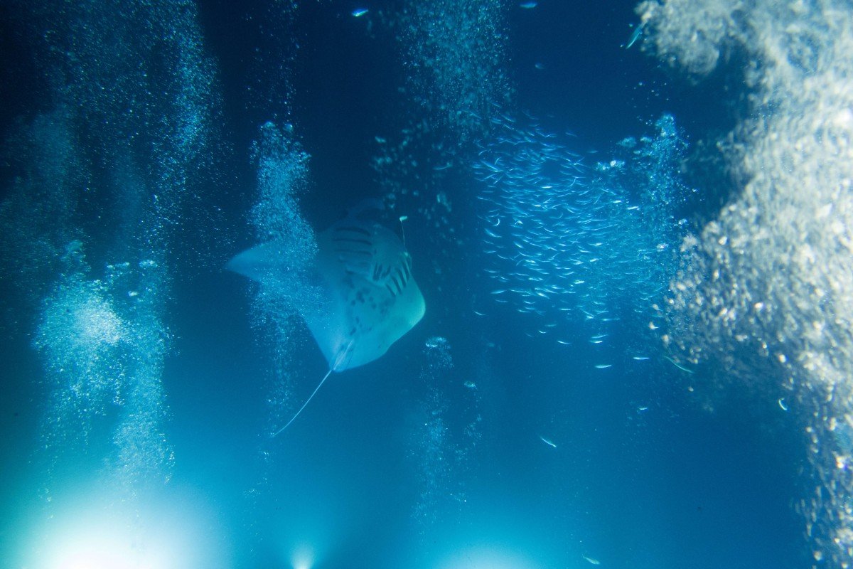 Night Diving with Manta Rays in Hawaii • The Blonde Abroad