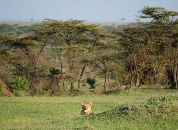 Lion on safari in Kenya