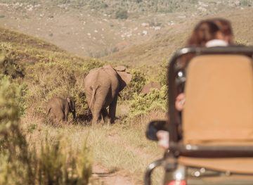 elephants in south africa