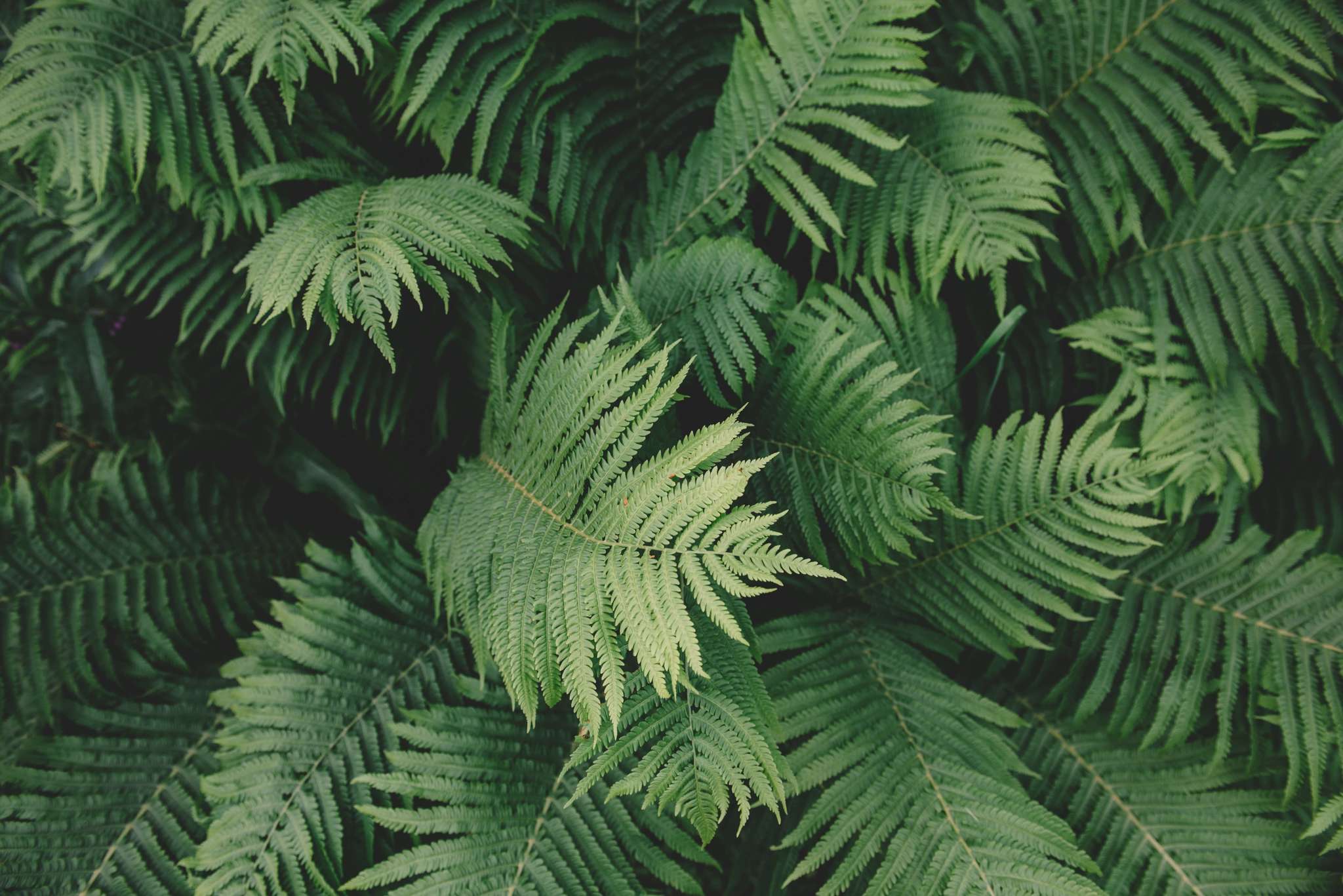 jardin botanique