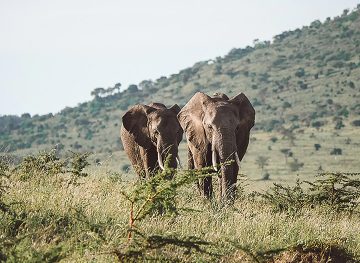 Elephant 20 Kenya Featured