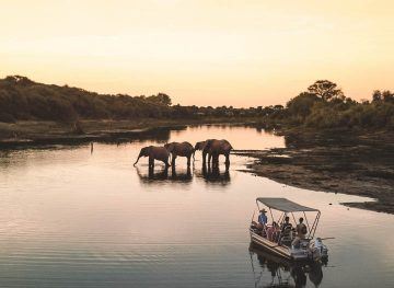 Elephants