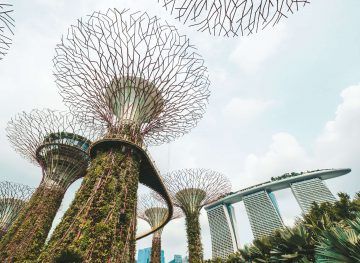 Trees in Singapore