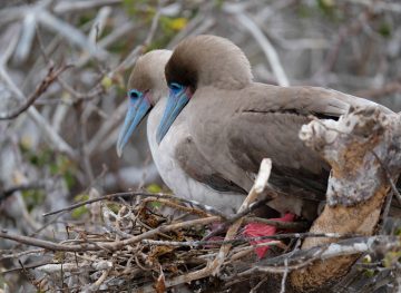 birds in galapagos