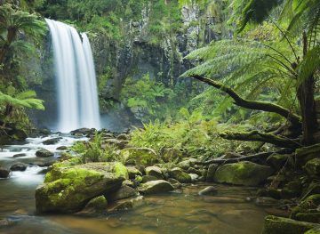 Daintree