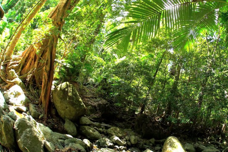 Visiting Australia's Daintree Rainforest • The Blonde Abroad