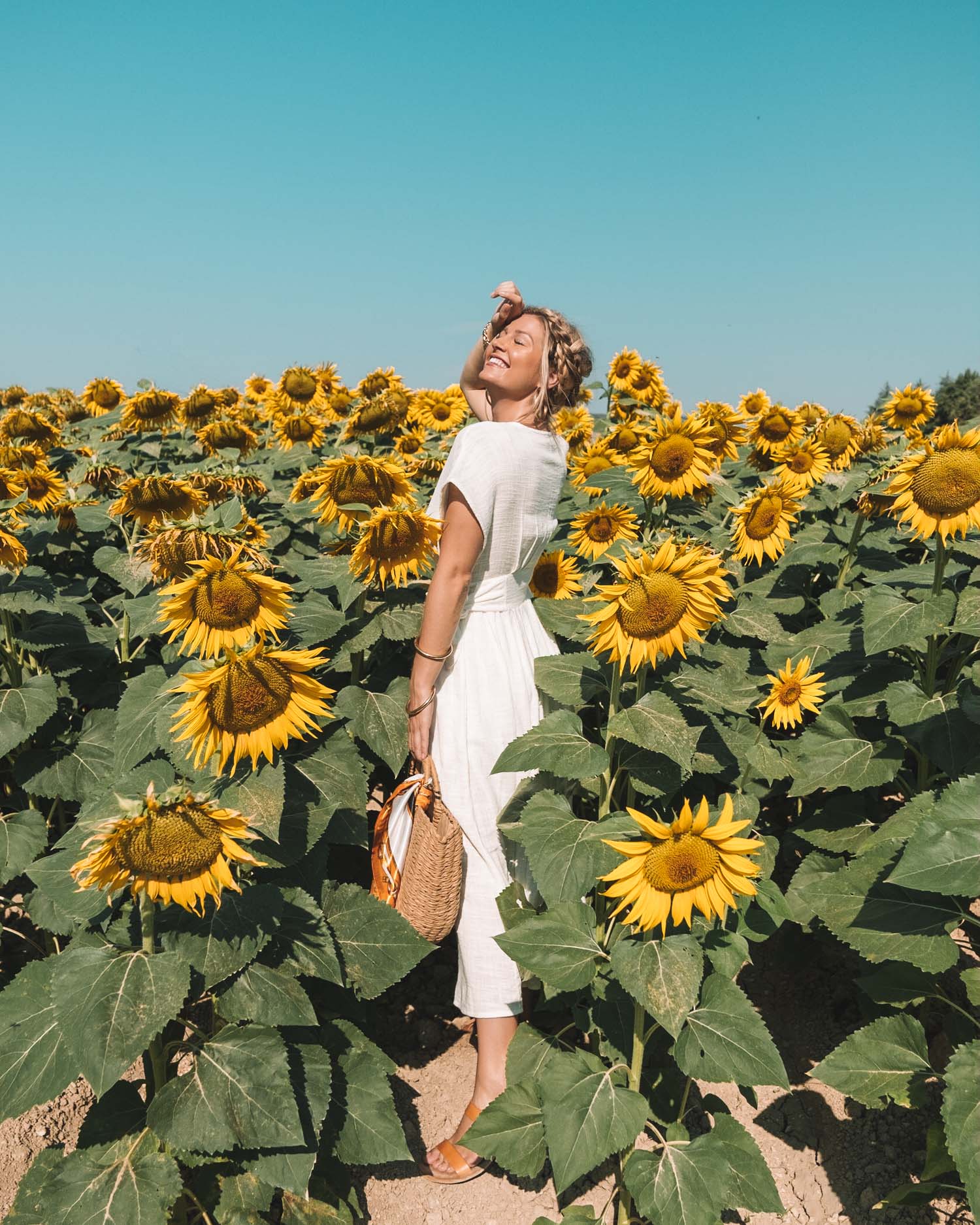 Sunflower Fields in Provence