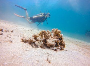 Diving in Gili T