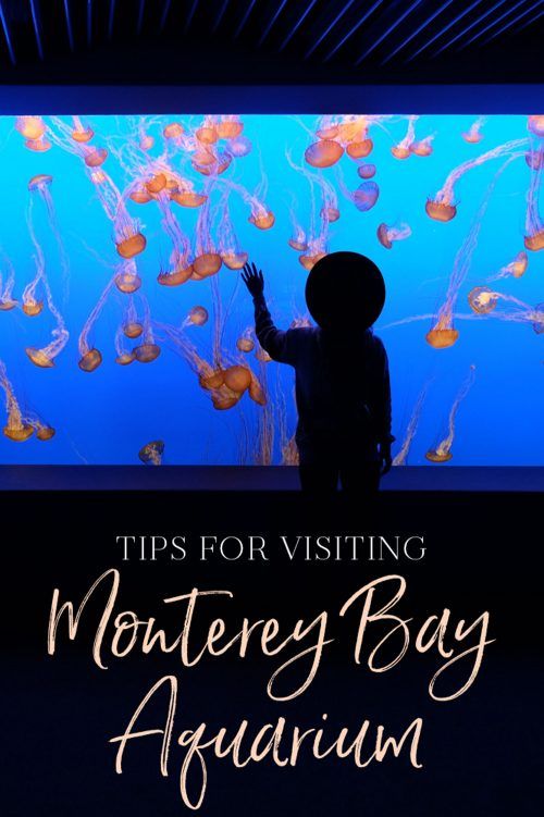 Consejos para visitar el Acuario de la Bahía de Monterrey The Blonde Abroad Consejos para visitar el Acuario de la Bahía de Monterrey The Blonde Abroad