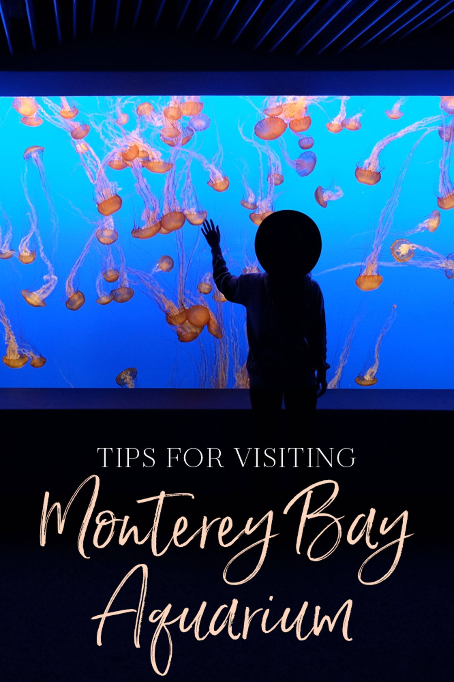 Tips for Visiting Monterey Bay Aquarium • The Blonde Abroad - Monterey Bay Aquarium 1