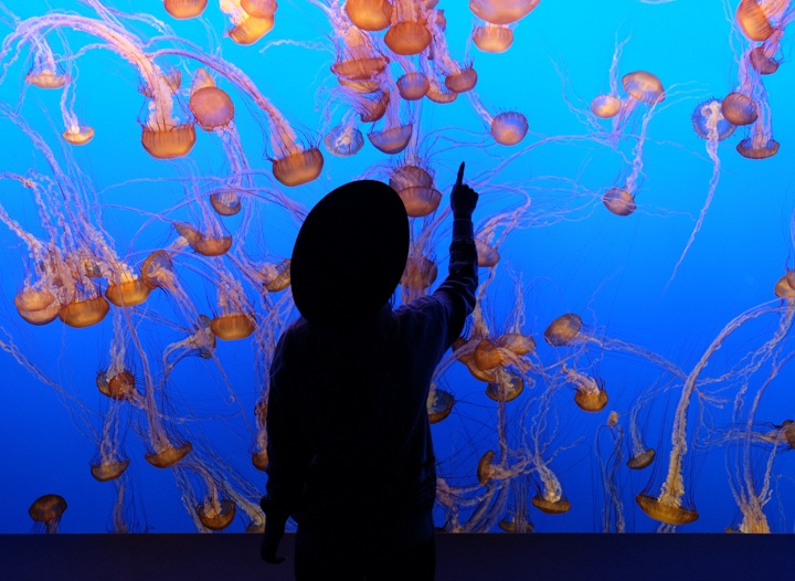 Tips for Visiting Monterey Bay Aquarium • The Blonde Abroad