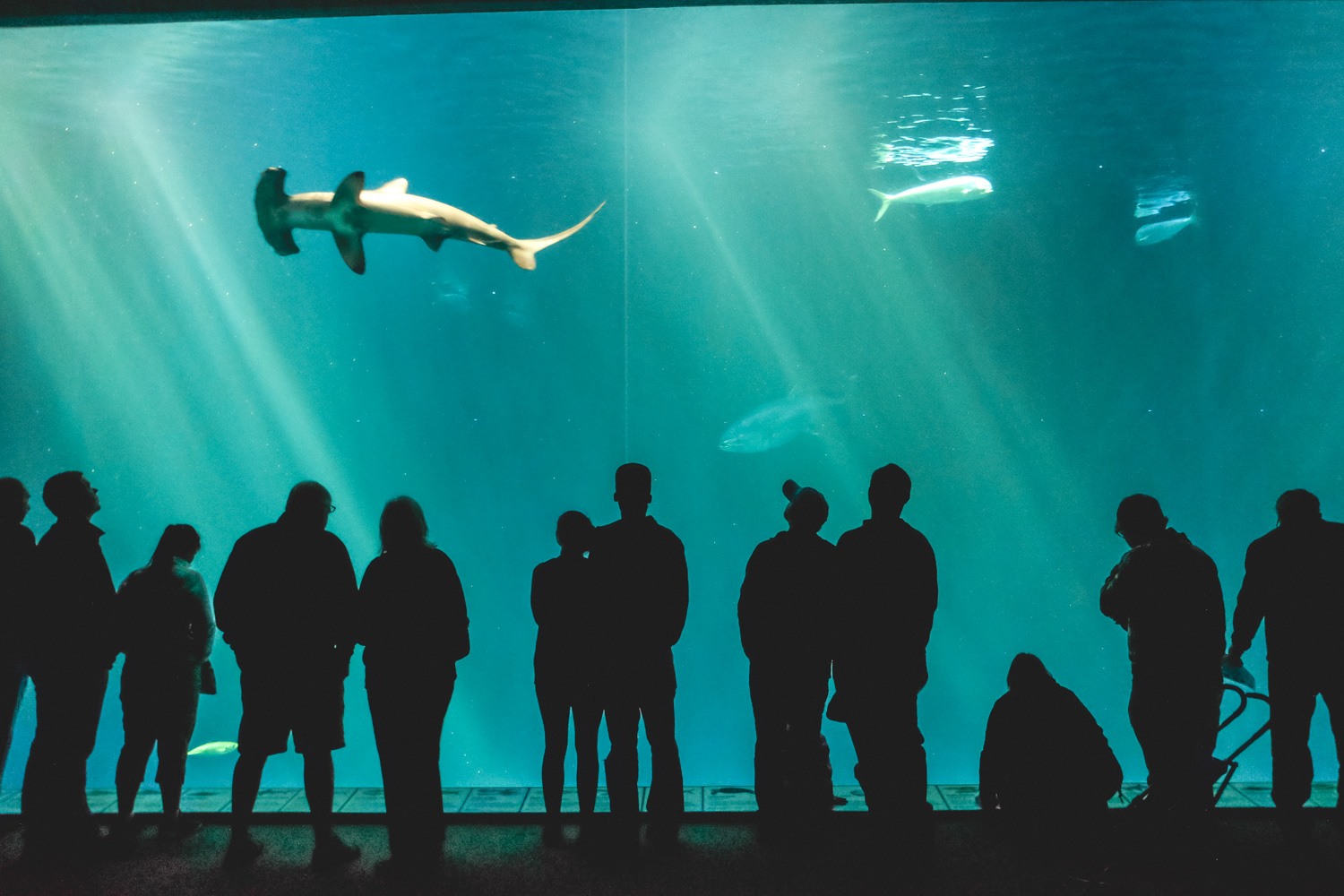 What To Do Around Monterey Bay Aquarium - Monterey Bay Aquarium 7