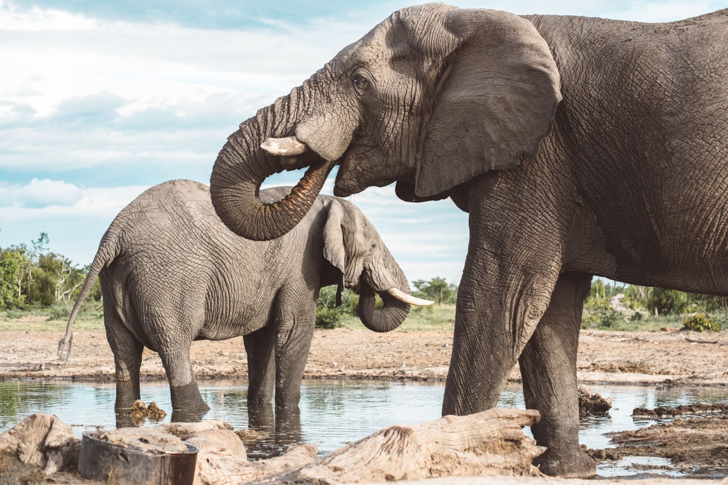 Elephants in Botswana