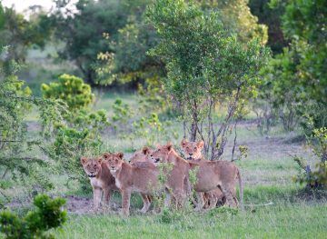 lion cubs in south africa