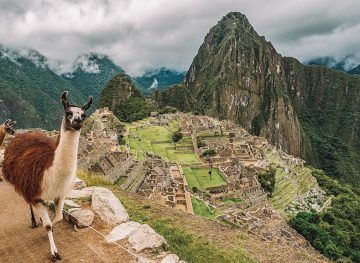 llama at machu picchu