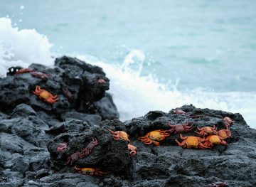 crabs in the galapagos islands