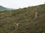 giraffes in south africa