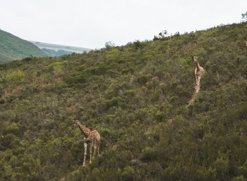 giraffes in south africa