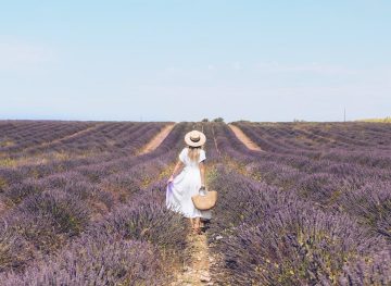 lavender fields in provence