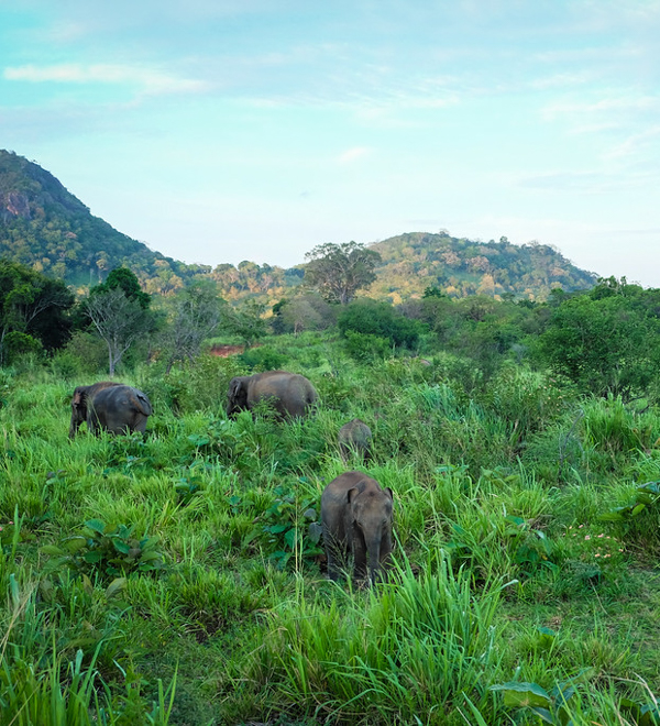 Destinations Around the World to See Wild Animals in Their Natural Habitats  - Driftwood Journals