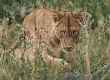 lioness walking through the grass