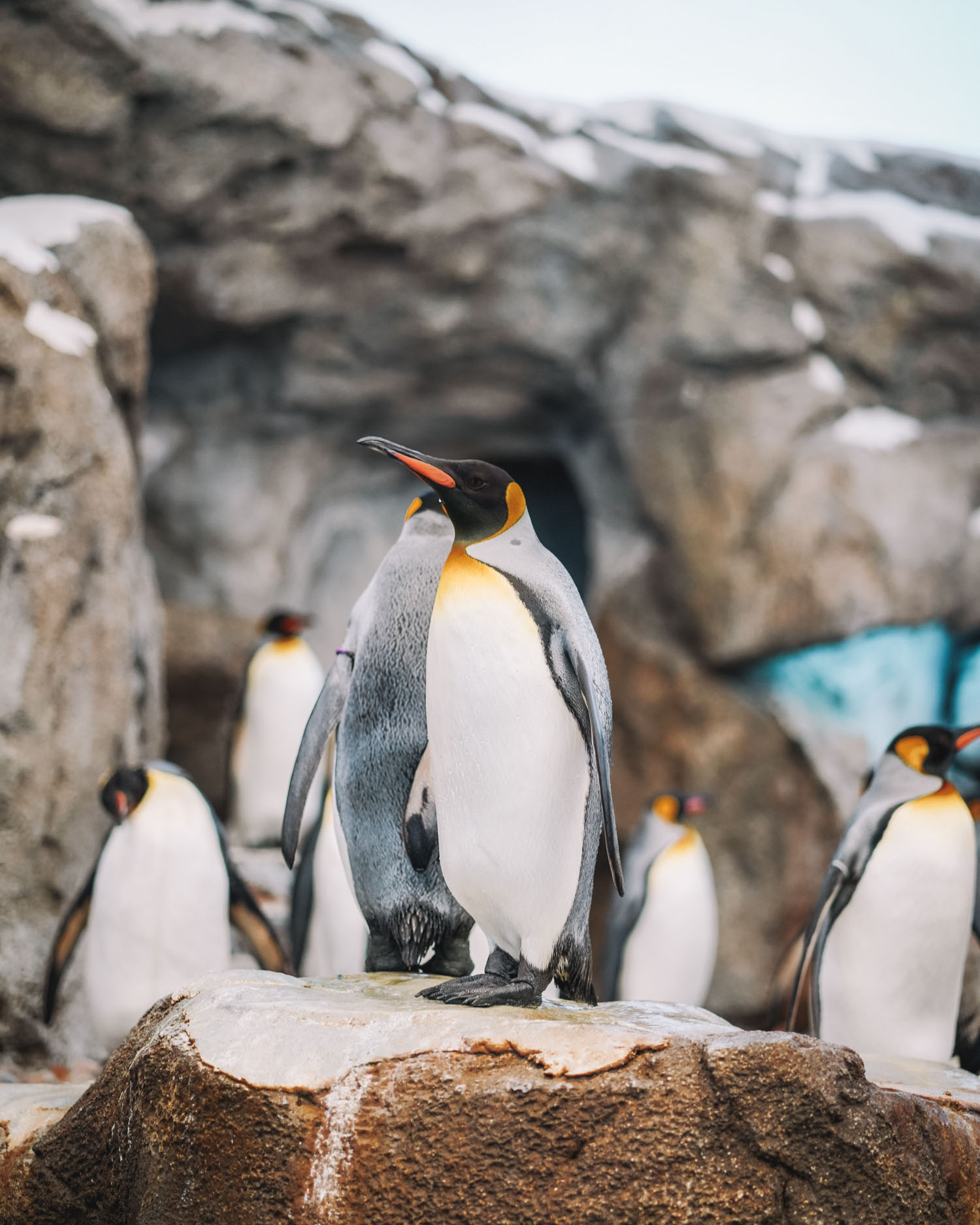 Пингвины в дикой природе