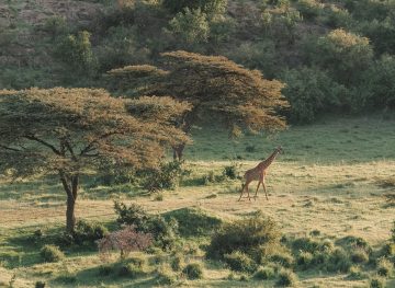 The Ultimate Kenya Travel Guide