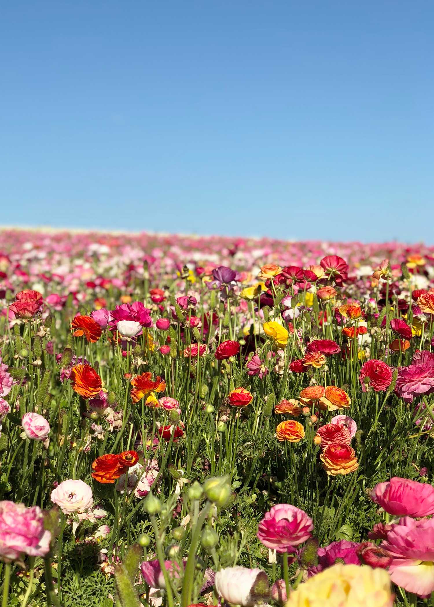 The World S Best Destinations To See Flowers The Blonde Abroad