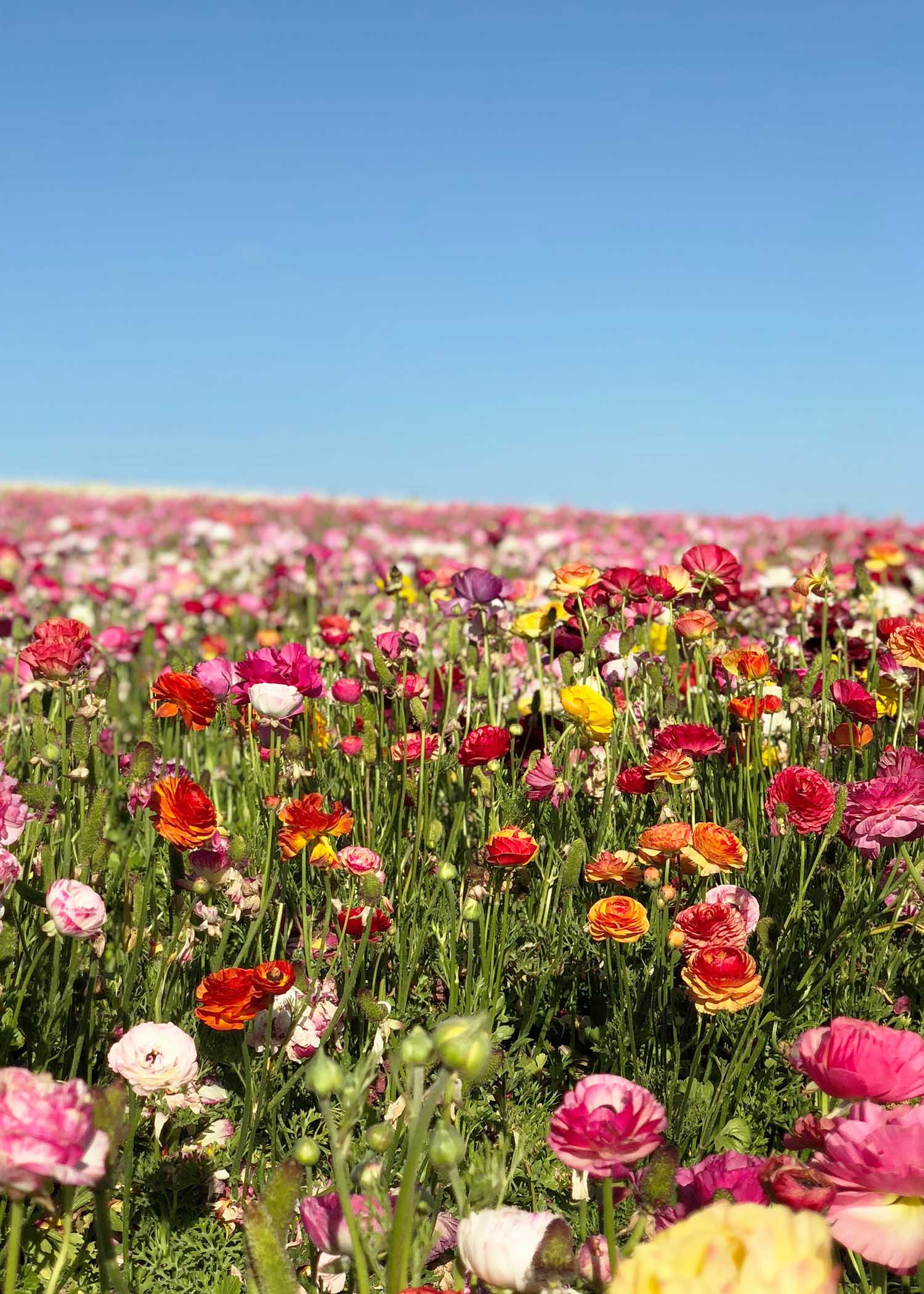 travel flowers