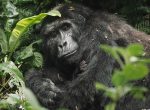 gorilla trekking uganda