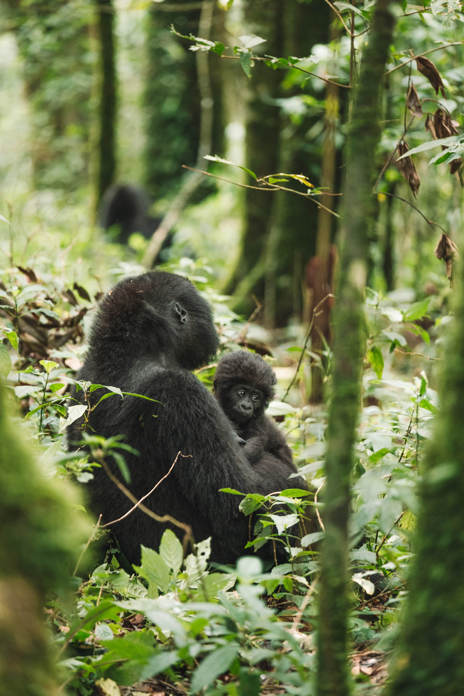 gorilla trekking uganda