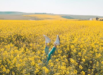 flower fields