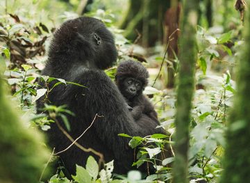 gorilla trekking uganda