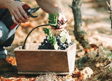 Beginner's Guide Working Wine Harvest