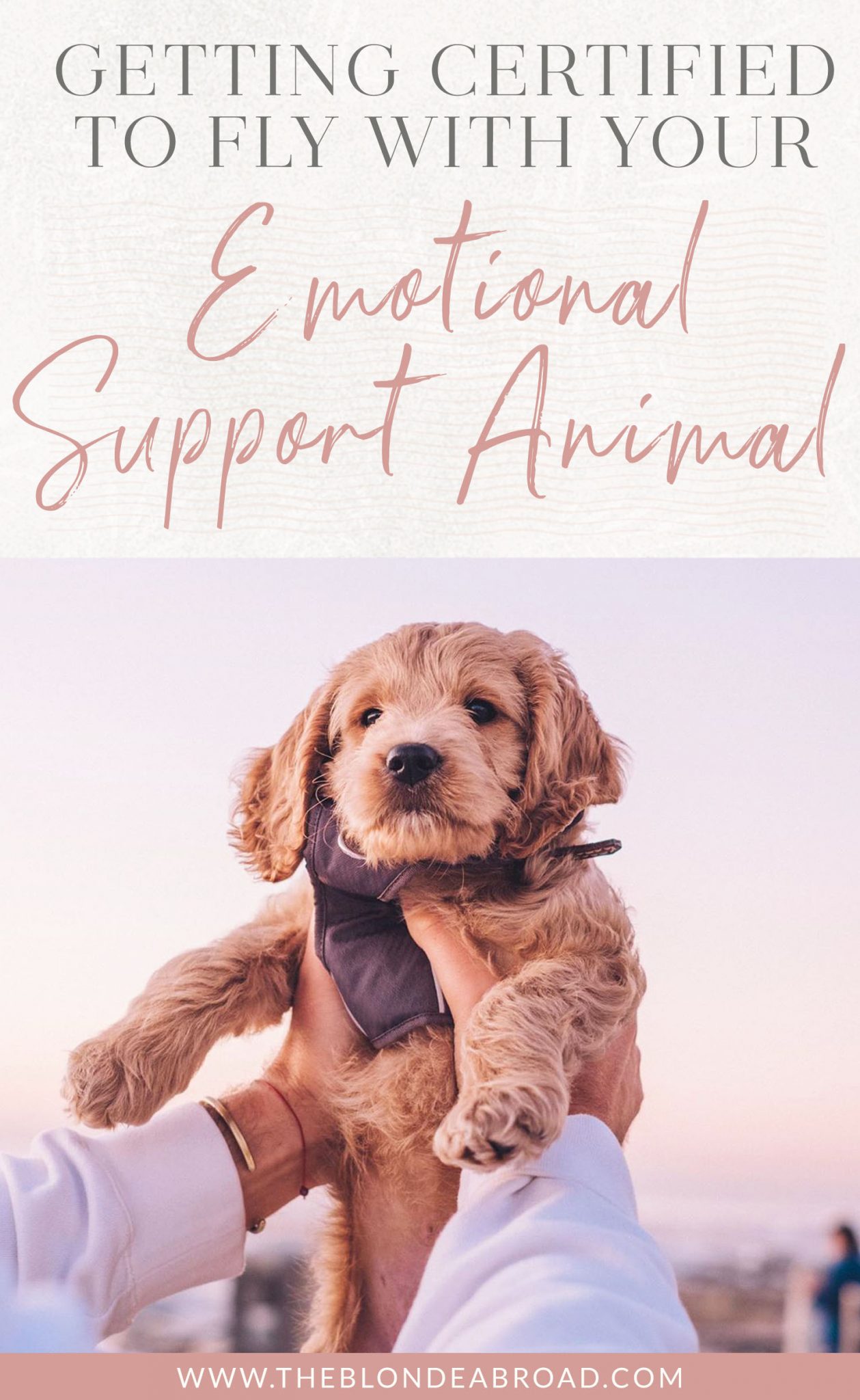 Getting Certified to Fly With Your Emotional Support Animal • The