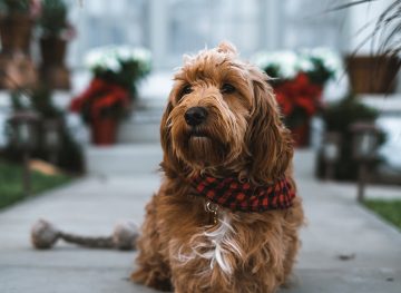 Holiday Gift Guide for Dog Lovers