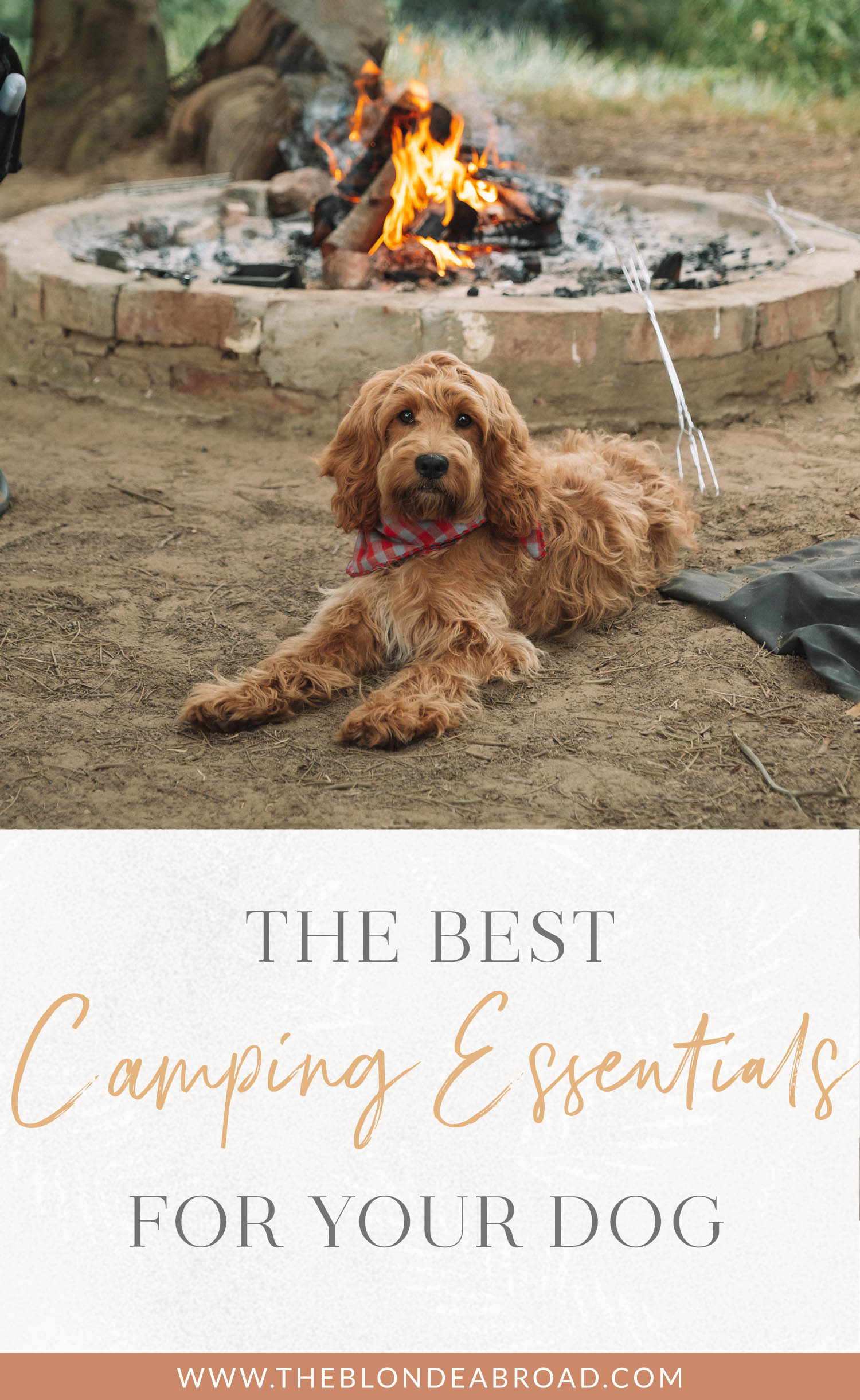 Camping Essentials for Your Dog